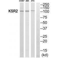 KSR2 Antibody 