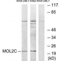 MOL2C Antibody 