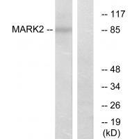 MARK2 Antibody