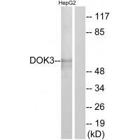 DOK3 Antibody 