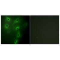 TRIM59 Antibody 