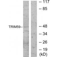 TRIM59 Antibody 