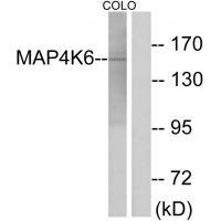 MAP4K6 Antibody 