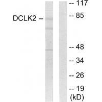 DCLK2 Antibody 