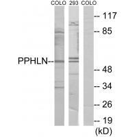 PPHLN Antibody