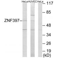 ZNF397 Antibody 