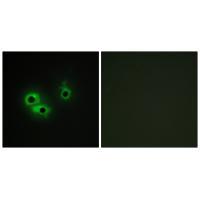 AGR3 Antibody