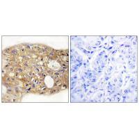 AGR3 Antibody