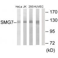 SMG7 Antibody 