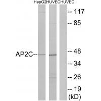 AP2C Antibody 