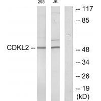 CDKL2 Antibody 