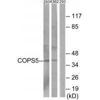 COPS5 Antibody 