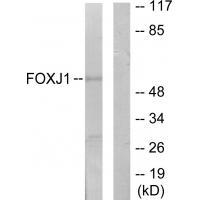 FOXJ1 Antibody 