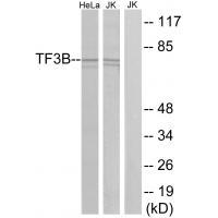 TF3B Antibody 
