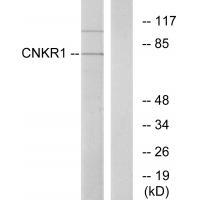 CNKR1 Antibody 