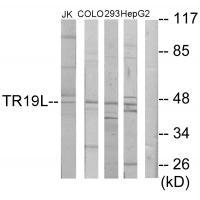 TR19L Antibody 
