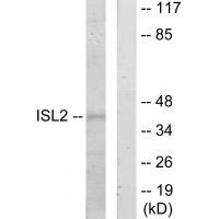 ISL2 Antibody 