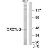 ORCTL-2 Antibody 