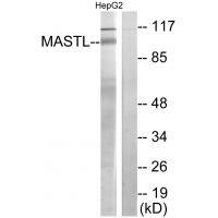 MASTL Antibody 