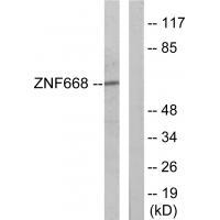 ZNF668 Antibody 