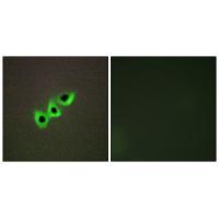 RHG07 Antibody 