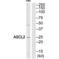ASCL2 Antibody