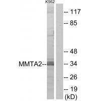 MMTA2 Antibody 
