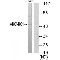MKNK1 Antibody