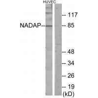 NADAP Antibody