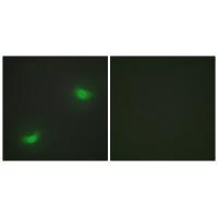 DUSP16 Antibody 
