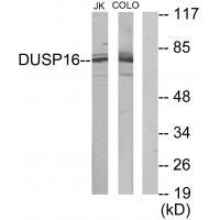 DUSP16 Antibody 