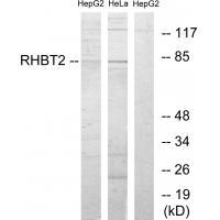 RHBT2 Antibody 