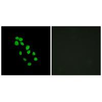 IRX2 Antibody 