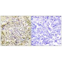 IRX2 Antibody 