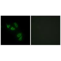 MUC13 Antibody 