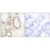 MUC13 Antibody 