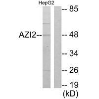 AZI2 Antibody 