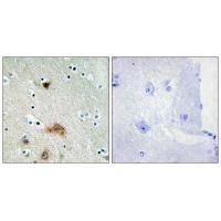 LASS4 Antibody 