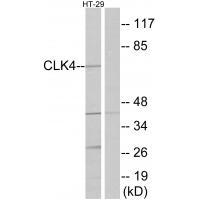 CLK4 Antibody 