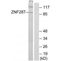 ZNF287 Antibody 