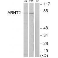 ARNT2 Antibody 