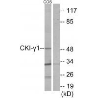 CKI-γ1 Antibody
