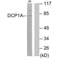 DCP1A Antibody 
