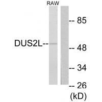 DUS2L Antibody 