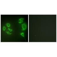 MLTK Antibody