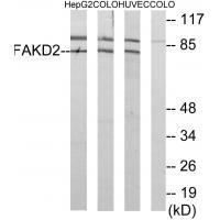 FAKD2 Antibody 