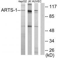 ARTS-1 Antibody 