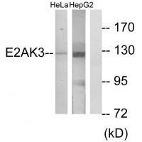 E2AK3 Antibody 