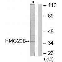 HMG20B Antibody 