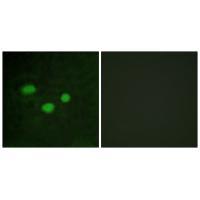DNMT3B Antibody 